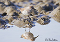 Calidris mauri